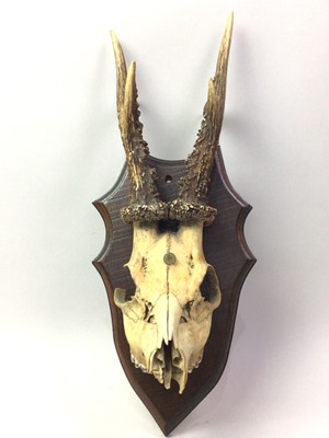 Lot 197 - SET OF ROE DEER ANTLERS