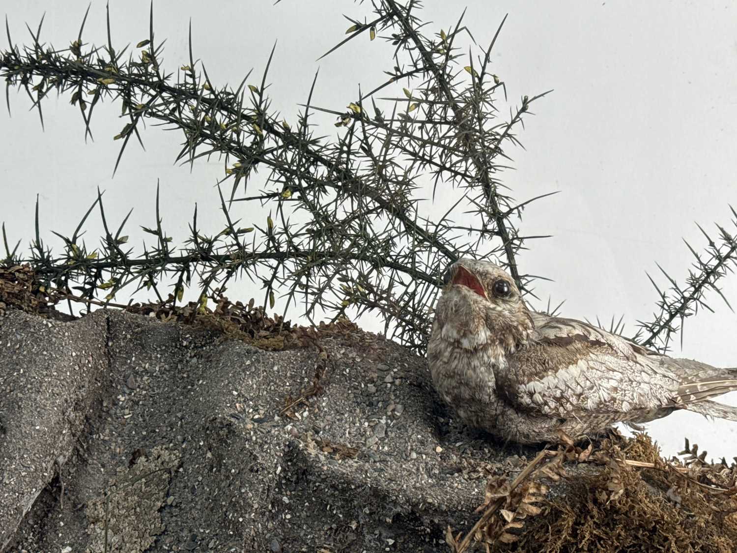 Lot 101 - TAXIDERMY NIGHTJAR