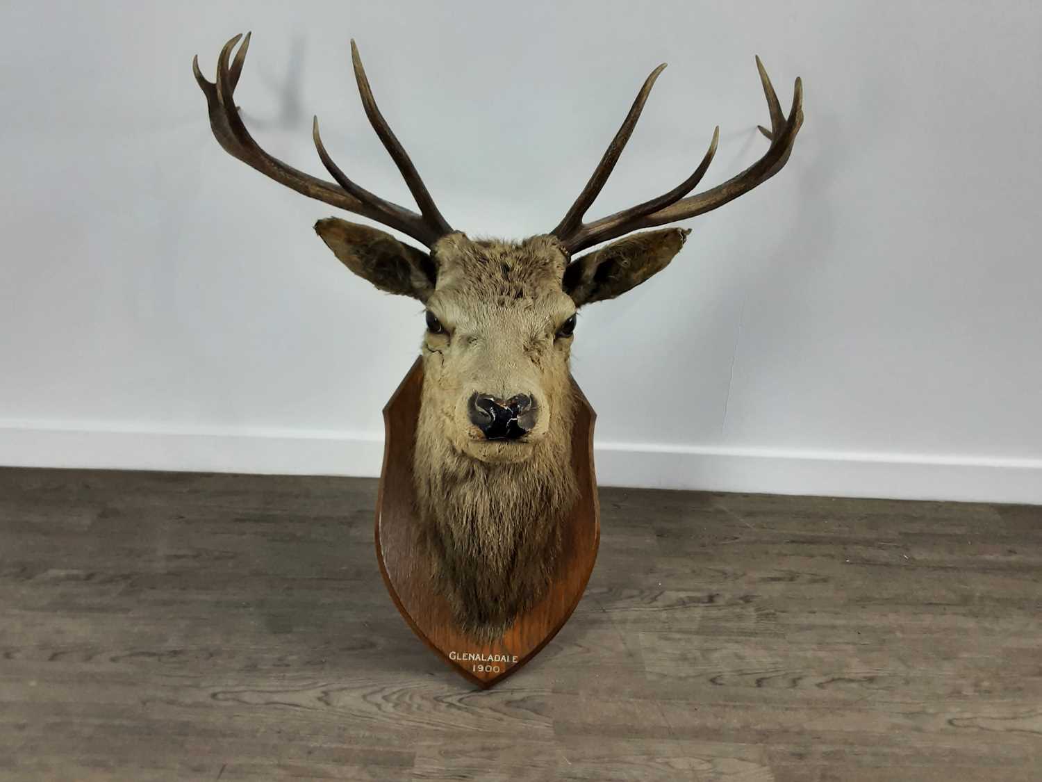 Lot 1327 - TAXIDERMY STAG’S HEAD