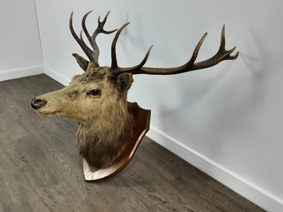 Lot 1327 - TAXIDERMY STAG’S HEAD