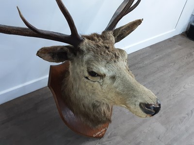 Lot 1327 - TAXIDERMY STAG’S HEAD