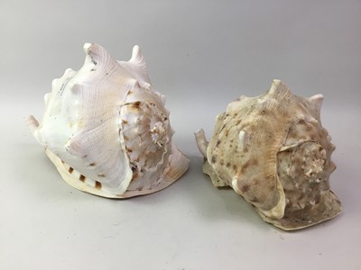 Lot 670 - TWO GIANT CONCH SHELLS