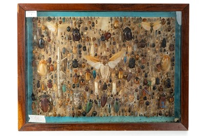 Lot 7 - ANTHROPOD INSECT SPECIMEN DISPLAY