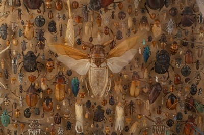 Lot 7 - ANTHROPOD INSECT SPECIMEN DISPLAY
