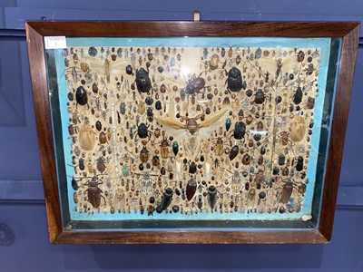 Lot 7 - ANTHROPOD INSECT SPECIMEN DISPLAY