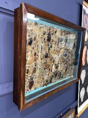 Lot 7 - ANTHROPOD INSECT SPECIMEN DISPLAY