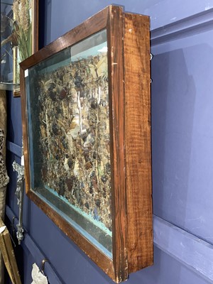 Lot 7 - ANTHROPOD INSECT SPECIMEN DISPLAY