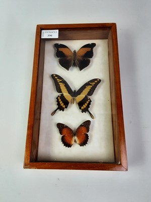 Lot 390 - LEPIDOPTERA DISPLAY