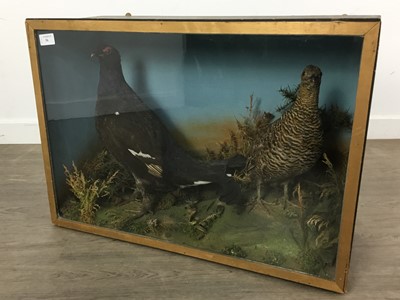 Lot 427 - TAXIDERMY MALE AND FEMALE BLACK GROUSE