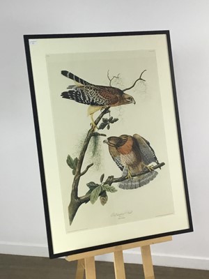 Lot 171 - RED SHOULDERED HAWK