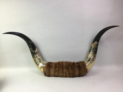 Lot 261 - PAIR OF HIGHLAND CATTLE HORNS