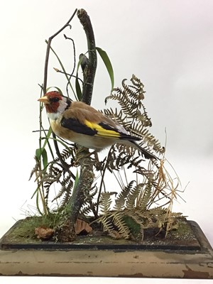 Lot 151 - TAXIDERMY STUDY OF A GOLDFINCH