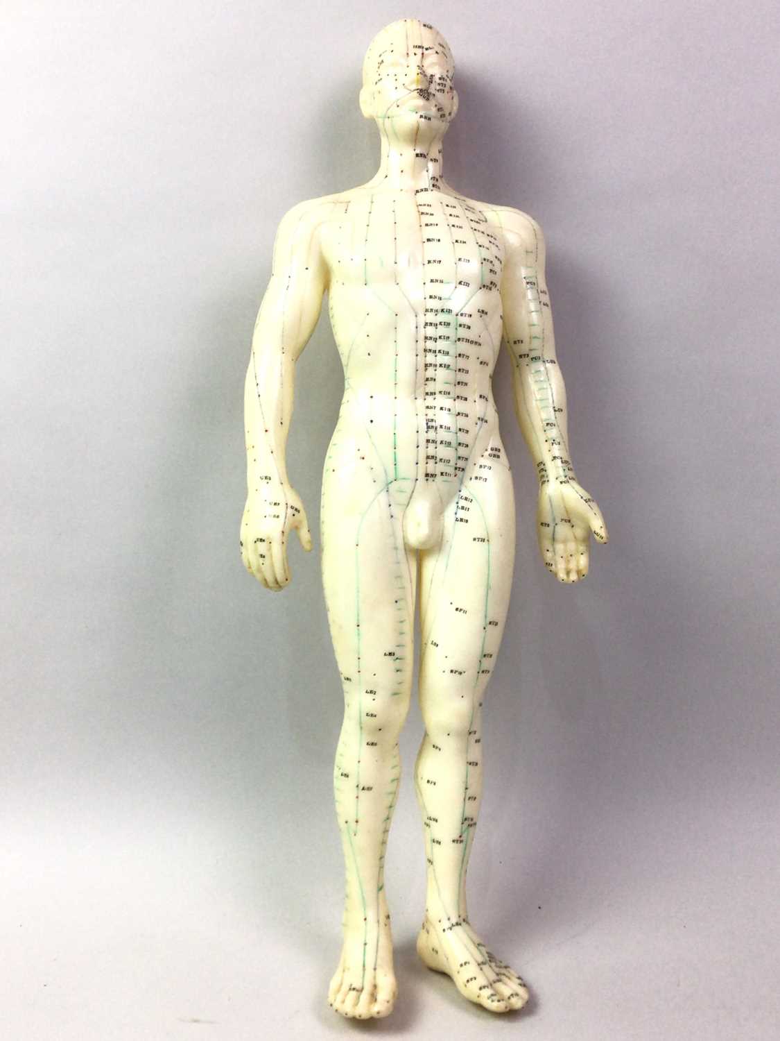 Lot 541 - SCIENTIFIC ANATOMICAL FIGURE,