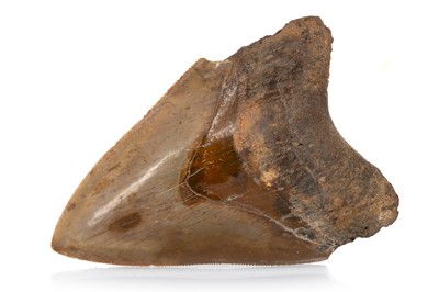 Lot 975 - FOSSILED MEGALODON TOOTH