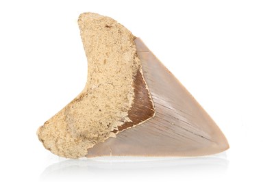 Lot 14 - FOSSILED MEGALODON TOOTH