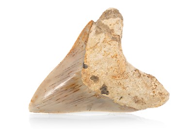 Lot 18 - FOSSILED MEGALODON TOOTH