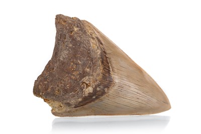 Lot 25 - FOSSILED MEGALODON TOOTH