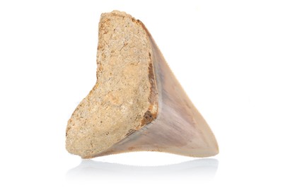 Lot 26 - FOSSILED MEGALODON TOOTH