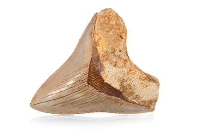 Lot 32 - FOSSILED MEGALODON TOOTH