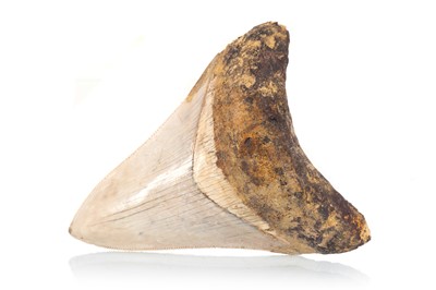 Lot 36 - FOSSILED MEGALODON TOOTH