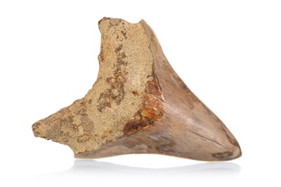 Lot 42 - FOSSILED MEGALODON TOOTH