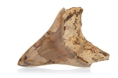Lot 42 - FOSSILED MEGALODON TOOTH
