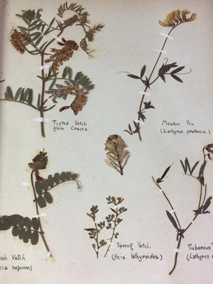 Lot 753 - THE DRY GARDEN