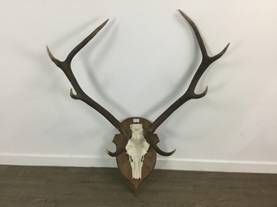 Lot 534 - SET OF DEER ANTLERS