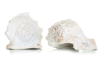 Lot 22 - TWO CONCH SHELL SPECIMENS