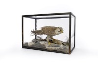 Lot 816 - EARLY 20TH CENTURY PEREGRINE FALCON unsigned,...