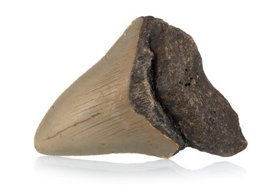 Lot 1060 - FOSSILISED MEGALODON TOOTH