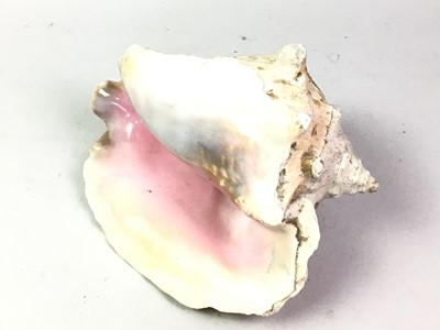 Lot 264 - COLLECTION OF SHELLS