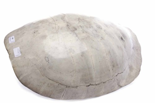 Lot 900 - EARLY 20TH CENTURY BLONDE TURTLE SHELL...