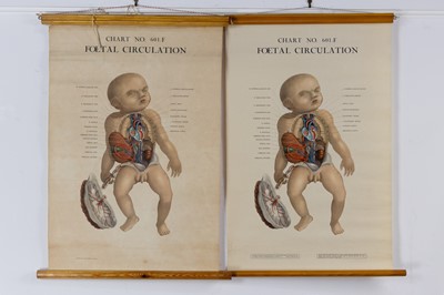 Lot 27 - PAIR OF ANATOMICAL POSTERS, FOETAL CIRCULATION BY ADAM ROUILLY