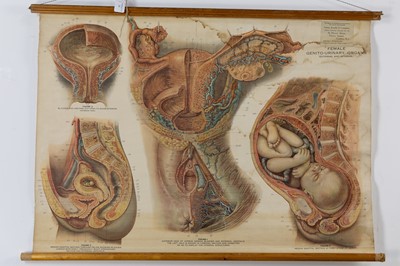 Lot 33 - ANATOMICAL POSTER, FEMALE GENITO-URINARY ORGANS, BY ADAM ROUILLY & COMPANY