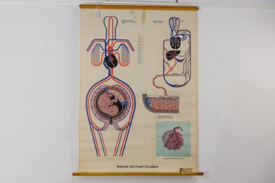 Lot 34 - ANATOMICAL POSTER, MATERNAL AND FOETAL CIRCULATION, BY ADAM ROUILLY