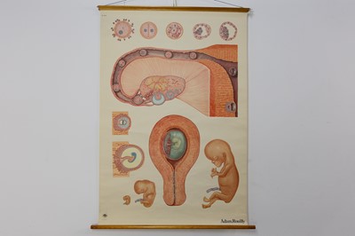 Lot 35 - ANATOMICAL POSTER, FEMALE REPRODUCTIVE SYSTEM, BY ADAM ROUILLY