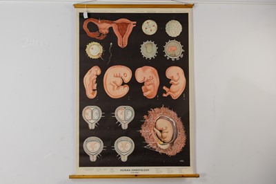 Lot 39 - ANATOMICAL POSTER, HUMAN EMBRYOLOGY (EARLY STAGES), BY  ADAM ROUILLY