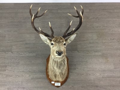 Lot 1366 - TAXIDERMY ROYAL STAG'S HEAD