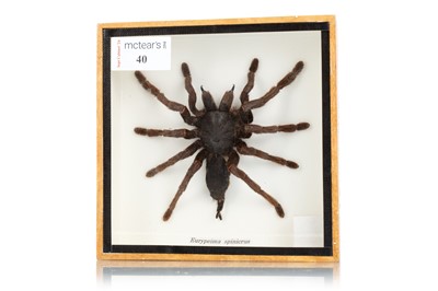 Lot 40 - COCOA TARANTULA