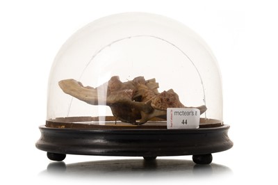 Lot 1061 - WAX ANATOMICAL STUDY OF A CUT AWAY HEAD