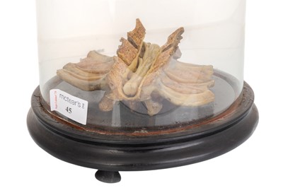 Lot 1910 - WAX ANATOMICAL STUDY OF A CROSS SECTION OF THE SPINE