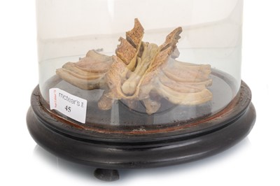 Lot 1063 - WAX ANATOMICAL STUDY OF A CROSS SECTION OF THE SPINE