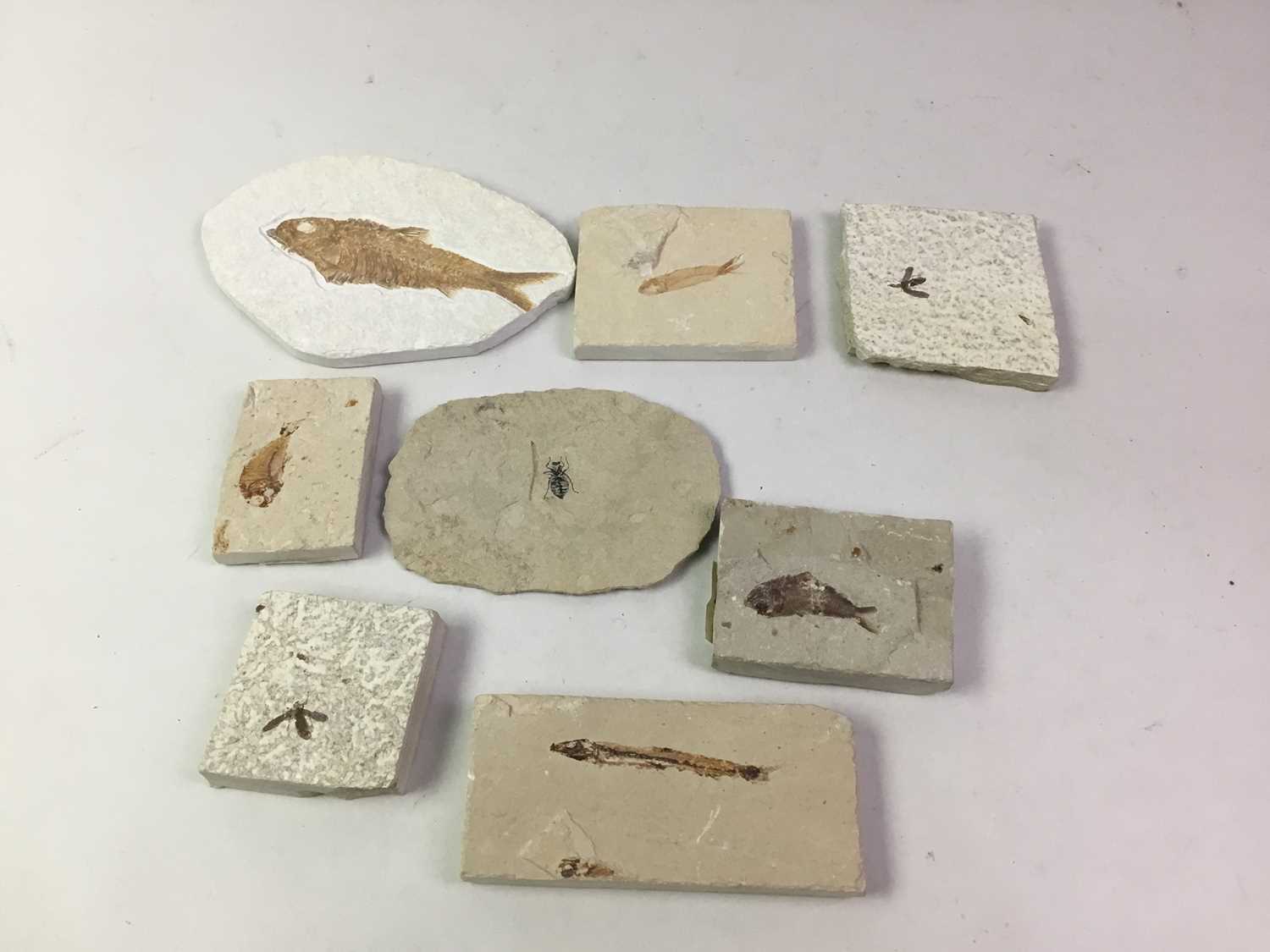 Lot 429 - GROUP OF TWELVE REPRODUCTION FOSSILS,