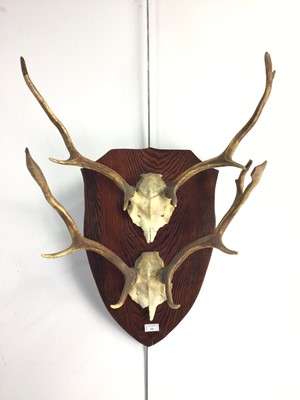 Lot 586 - TWO DEER SKULL AND ANTLER DISPLAYS