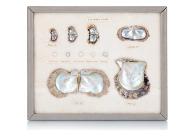 Lot 49 - CULTURED PEARL DISPLAY