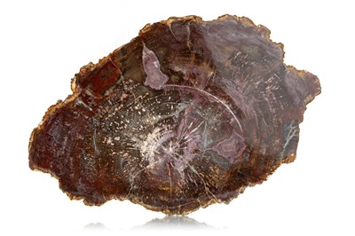 Lot 50 - PETRIFIED / FOSSILISED TREE TRUNK SPECIMEN