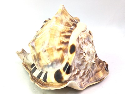 Lot 38 - COLLECTION OF SHELLS