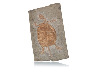 Lot 52 - REPLICA TURTLE FOSSIL