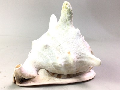 Lot 400 - GROUP OF FOUR SEASHELLS